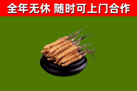 埇桥回收冬虫夏草